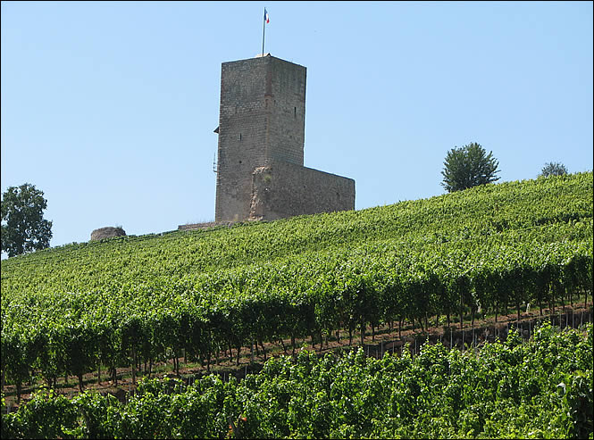 Les vignes autour du château de Katzenthal Les vignes autour du château de Katzenthal