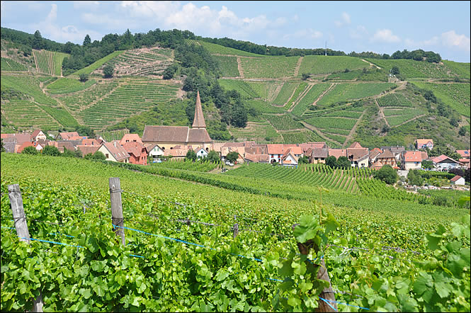 Depuis les vignes de Niedermorschwihr Depuis les vignes de Niedermorschwihr