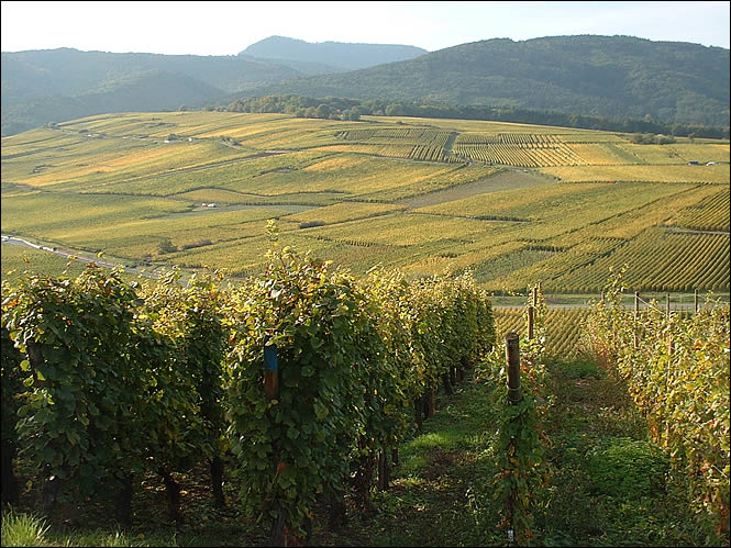 Vue sur les vignes depuis Zellenberg Vue sur les vignes depuis Zellenberg