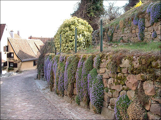 Rue fleurie de Gueberschwihr