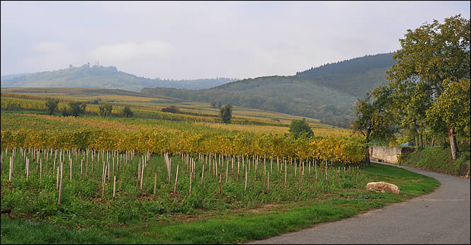 Vue sur les vignes et les Trois-Châteaux Vue sur les vignes et les Trois-Châteaux