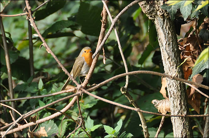 Rouge-Gorge dans la forêt du Hagueneck Rouge-Gorge dans la forêt du Hagueneck