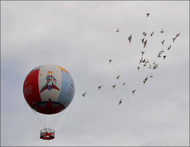 Vol de pigeons au parc du Petit Prince