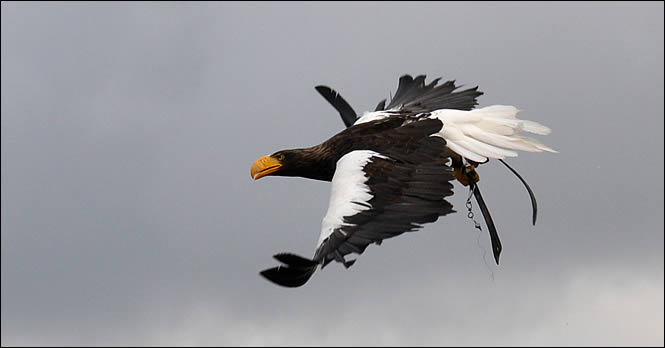 Aigle en vol  la volerie des aigles