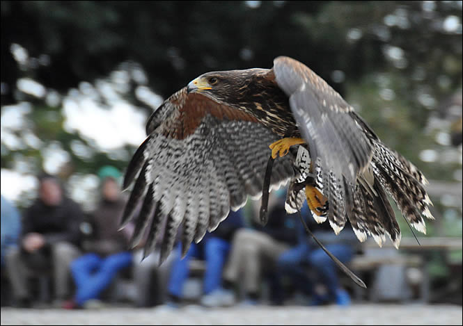 Vol d'un aigle à la volerie des aigles