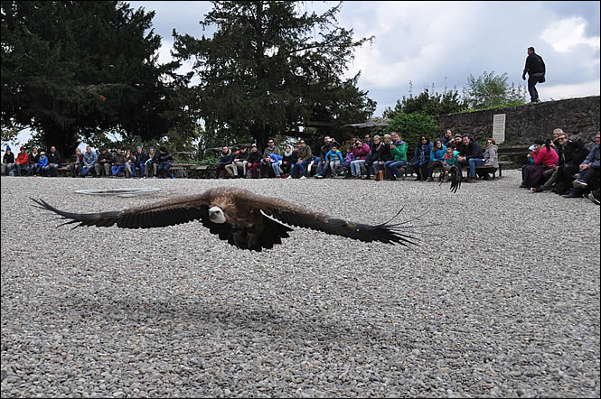 Vol d'un vautour à la volerie des aigles